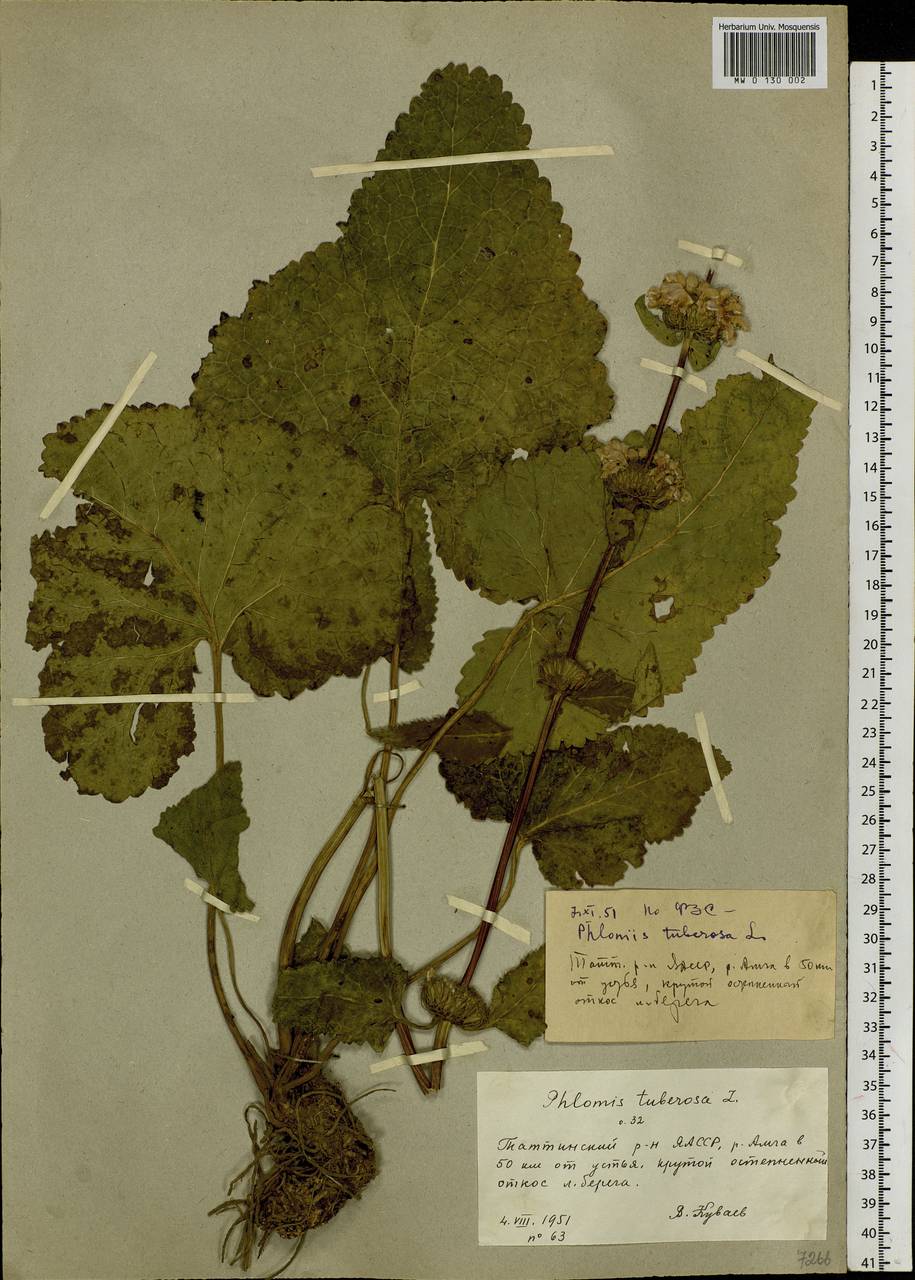 Phlomoides tuberosa (L.) Moench, Siberia, Yakutia (S5) (Russia)