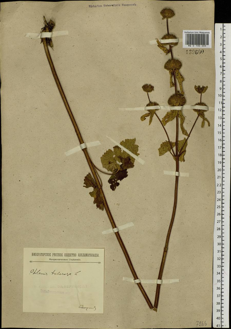 Phlomoides tuberosa (L.) Moench, Siberia, Baikal & Transbaikal region (S4) (Russia)