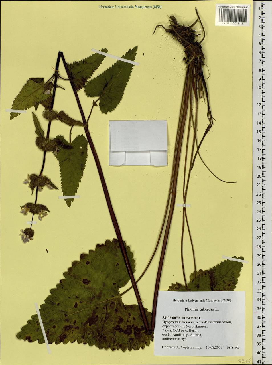 Phlomoides tuberosa (L.) Moench, Siberia, Baikal & Transbaikal region (S4) (Russia)