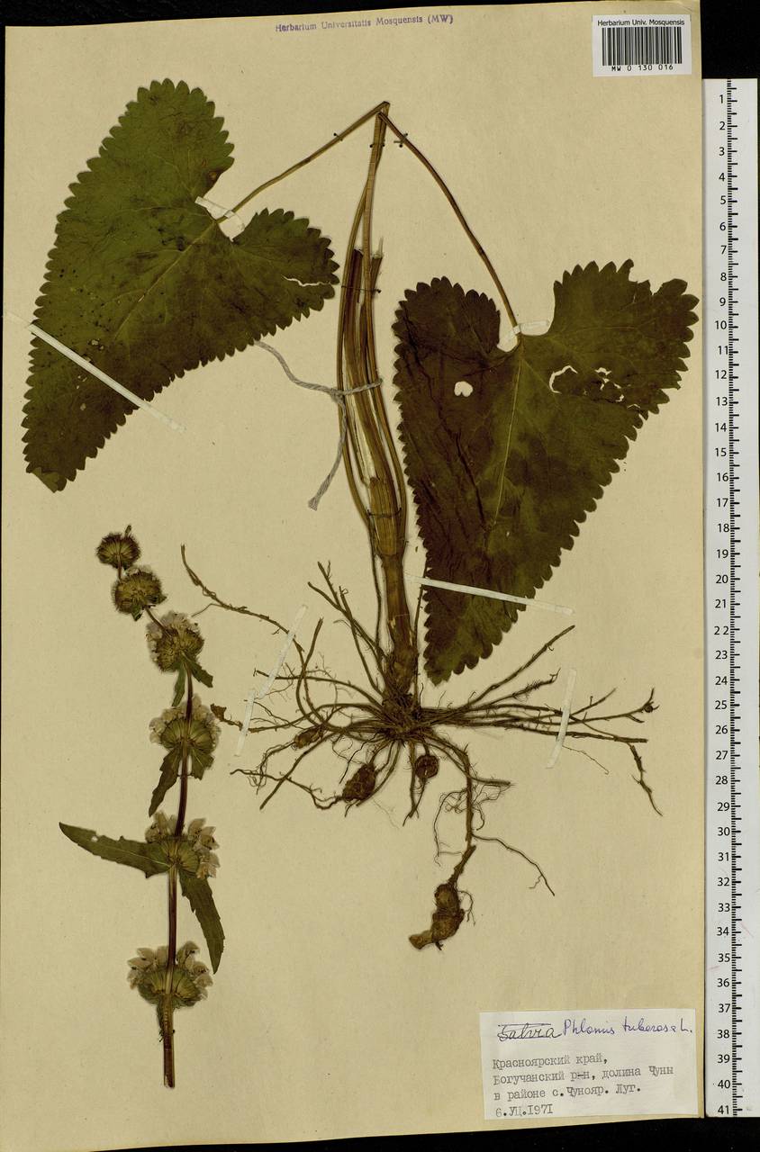 MW0130016, Phlomoides tuberosa (Зопничек клубненосный), specimen Phlomoides tuberosa (L.) Moench, Siberia, Central Siberia (S3) (Russia)