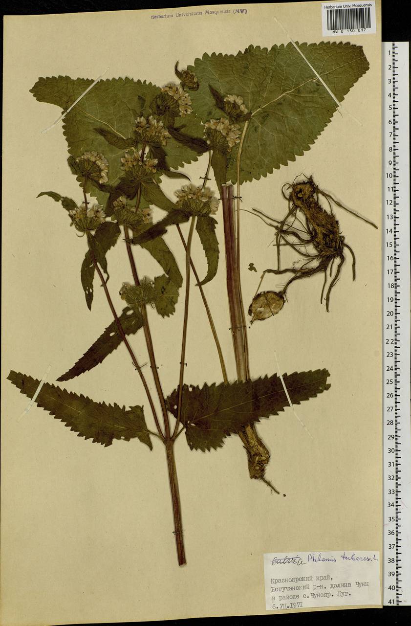 Phlomoides tuberosa (L.) Moench, Siberia, Central Siberia (S3) (Russia)