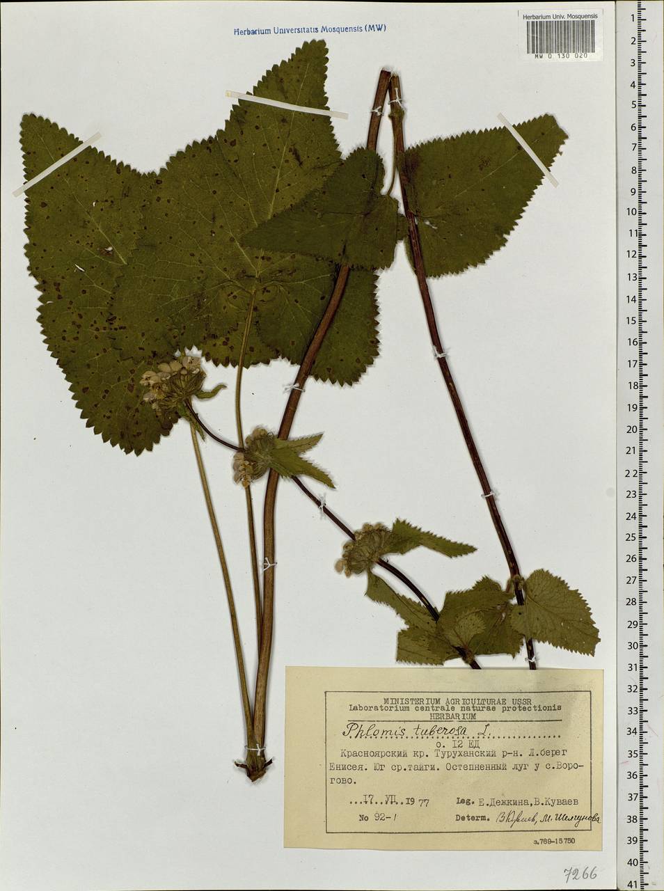 Phlomoides tuberosa (L.) Moench, Siberia, Central Siberia (S3) (Russia)