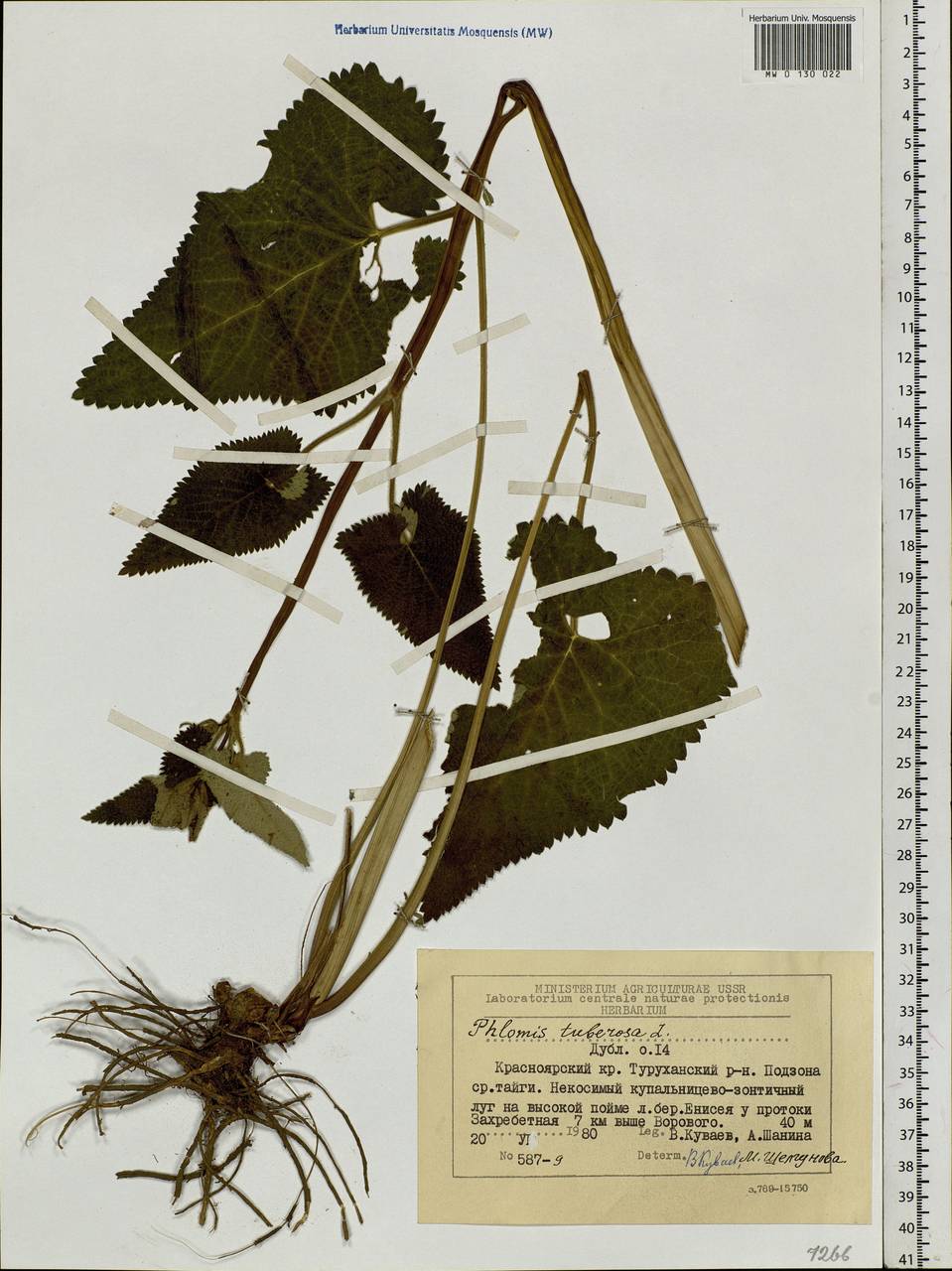 Phlomoides tuberosa (L.) Moench, Siberia, Central Siberia (S3) (Russia)