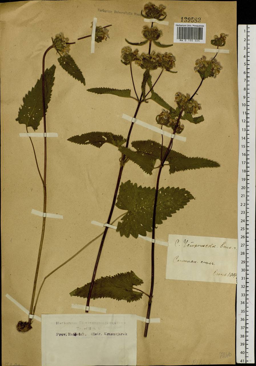 Phlomoides tuberosa (L.) Moench, Siberia, Central Siberia (S3) (Russia)