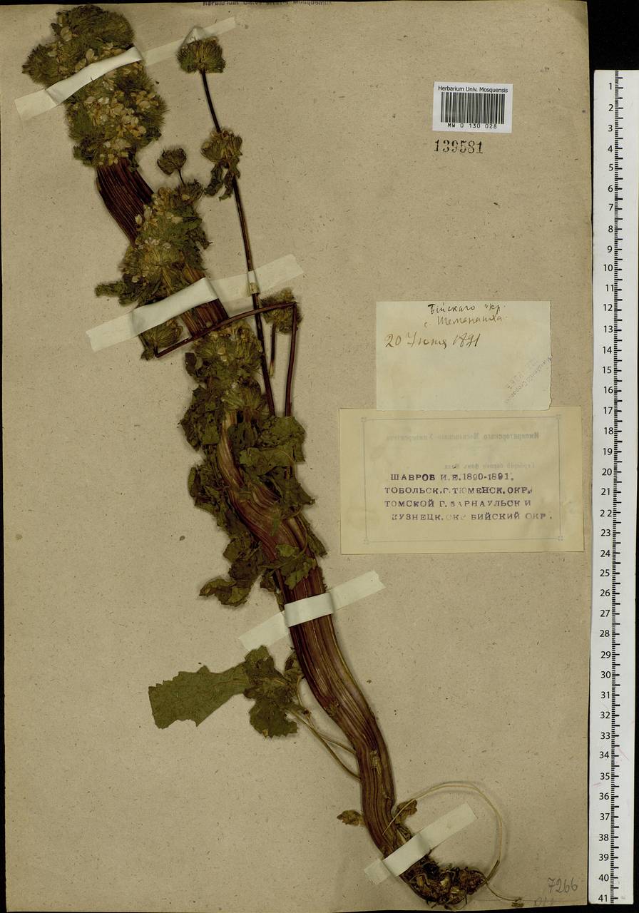 Phlomoides tuberosa (L.) Moench, Siberia, Western (Kazakhstan) Altai Mountains (S2a) (Kazakhstan)