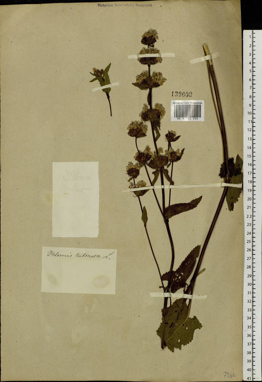 Phlomoides tuberosa (L.) Moench, Siberia, Altai & Sayany Mountains (S2) (Russia)
