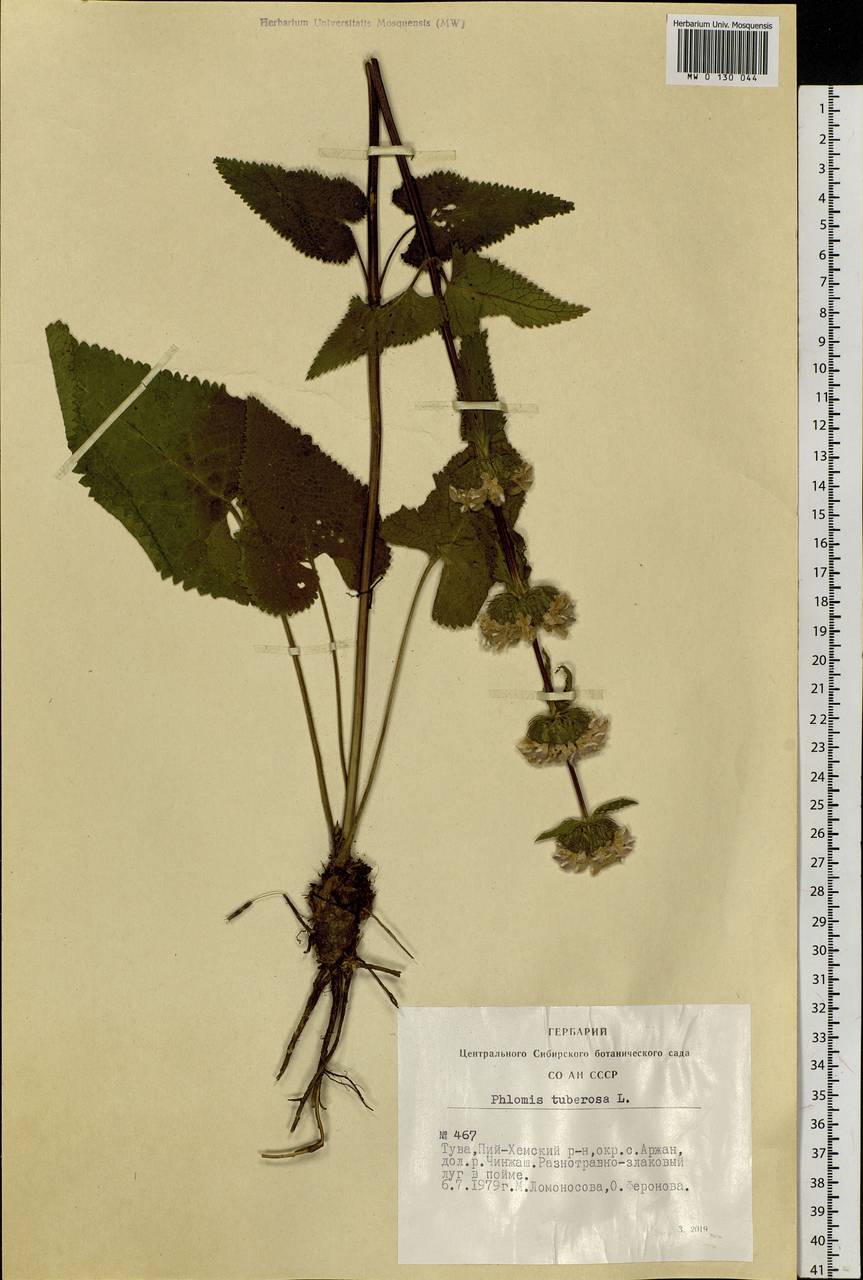 Phlomoides tuberosa (L.) Moench, Siberia, Altai & Sayany Mountains (S2) (Russia)