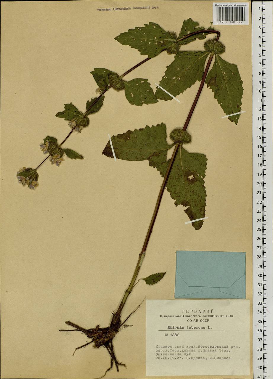 Phlomoides tuberosa (L.) Moench, Siberia, Altai & Sayany Mountains (S2) (Russia)