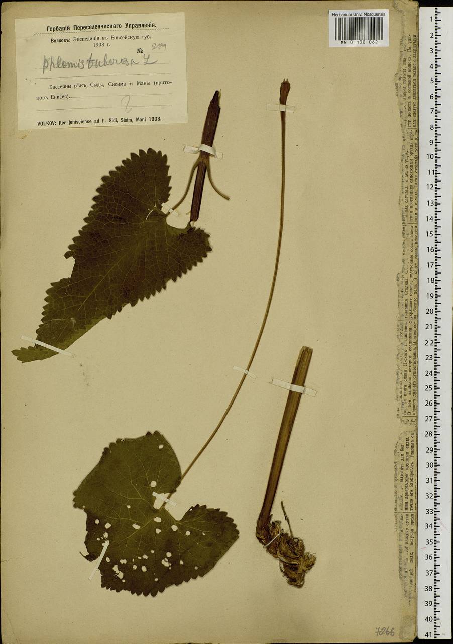 Phlomoides tuberosa (L.) Moench, Siberia, Altai & Sayany Mountains (S2) (Russia)