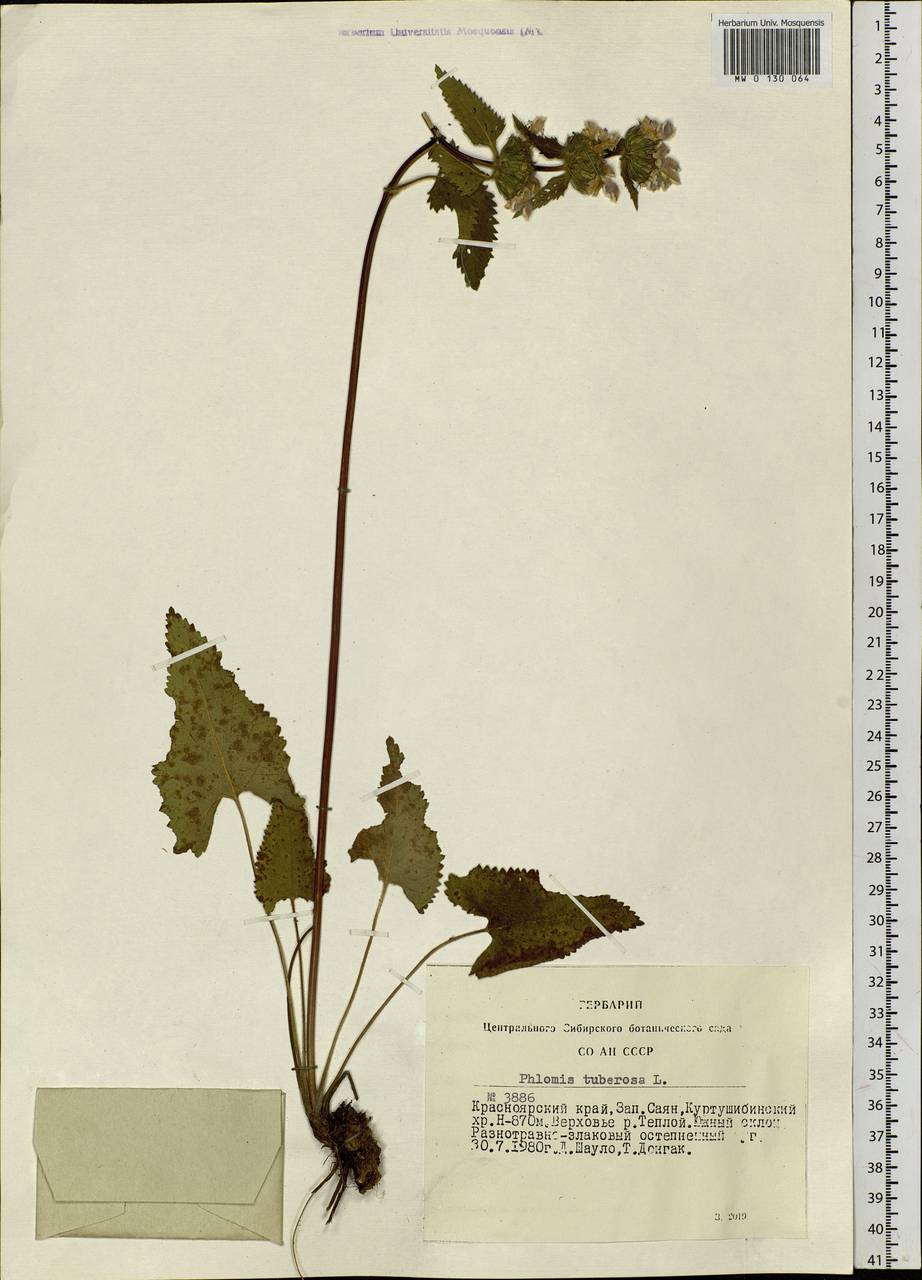 Phlomoides tuberosa (L.) Moench, Siberia, Altai & Sayany Mountains (S2) (Russia)