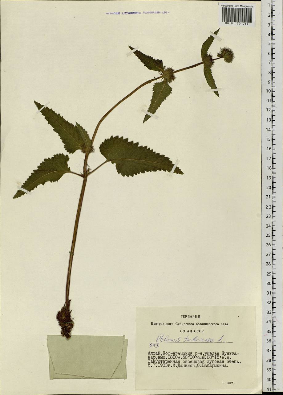 Phlomoides tuberosa (L.) Moench, Siberia, Altai & Sayany Mountains (S2) (Russia)