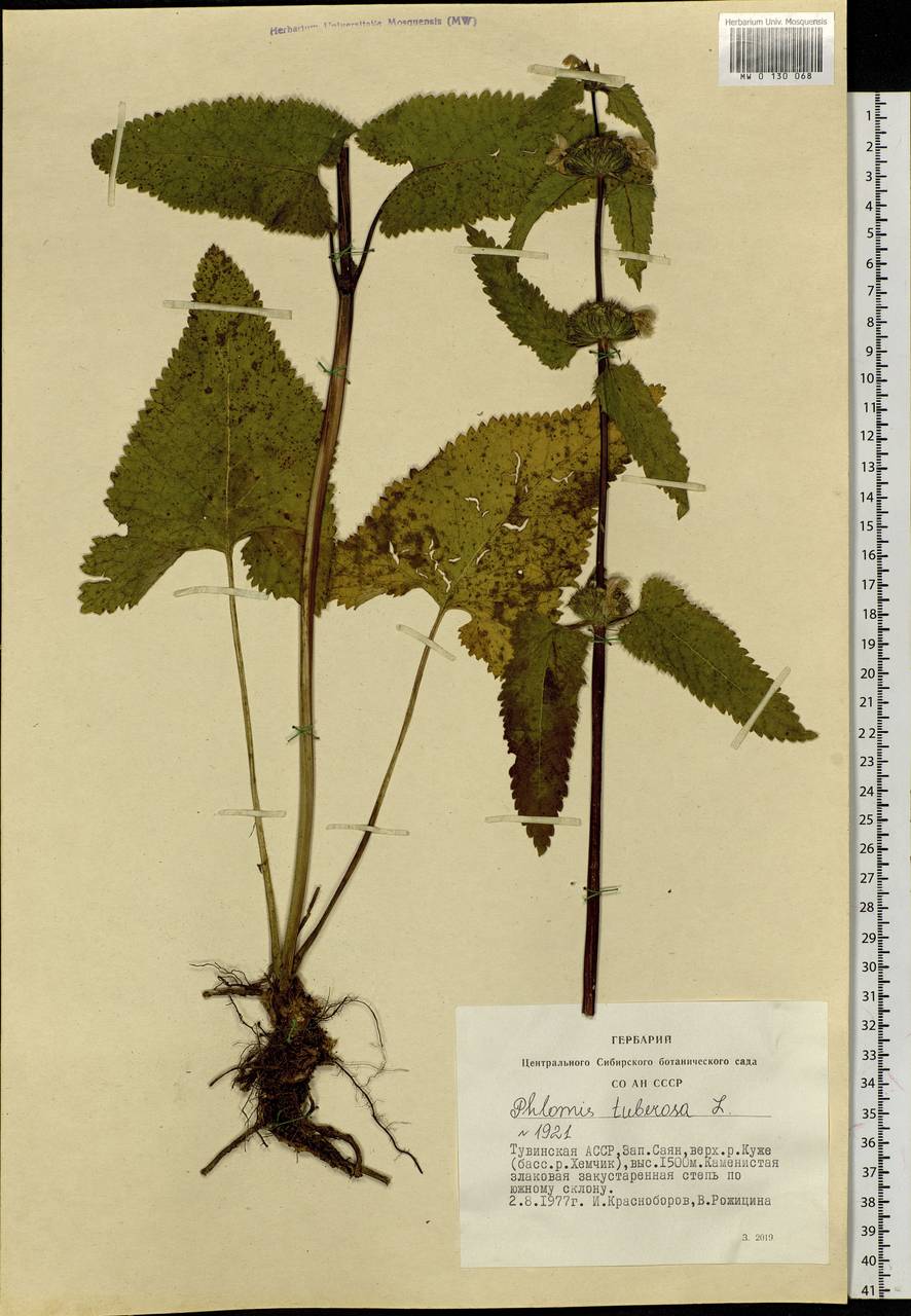 Phlomoides tuberosa (L.) Moench, Siberia, Altai & Sayany Mountains (S2) (Russia)