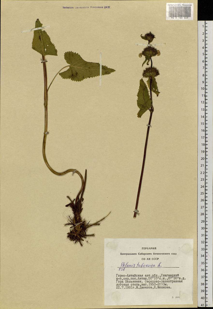 Phlomoides tuberosa (L.) Moench, Siberia, Altai & Sayany Mountains (S2) (Russia)