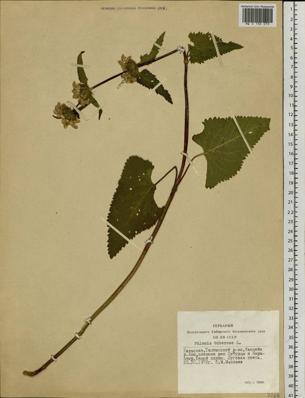 Phlomoides tuberosa (L.) Moench, Siberia, Altai & Sayany Mountains (S2) (Russia)