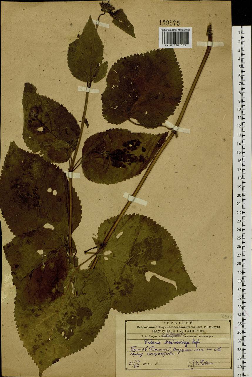 Phlomoides maximowiczii (Regel) Kamelin & Makhm., Siberia, Russian Far East (S6) (Russia)