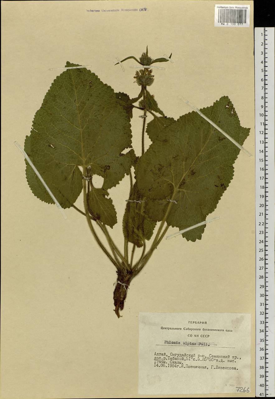 Phlomoides alpina (Pall.) Adylov, Kamelin & Makhm., Siberia, Altai & Sayany Mountains (S2) (Russia)