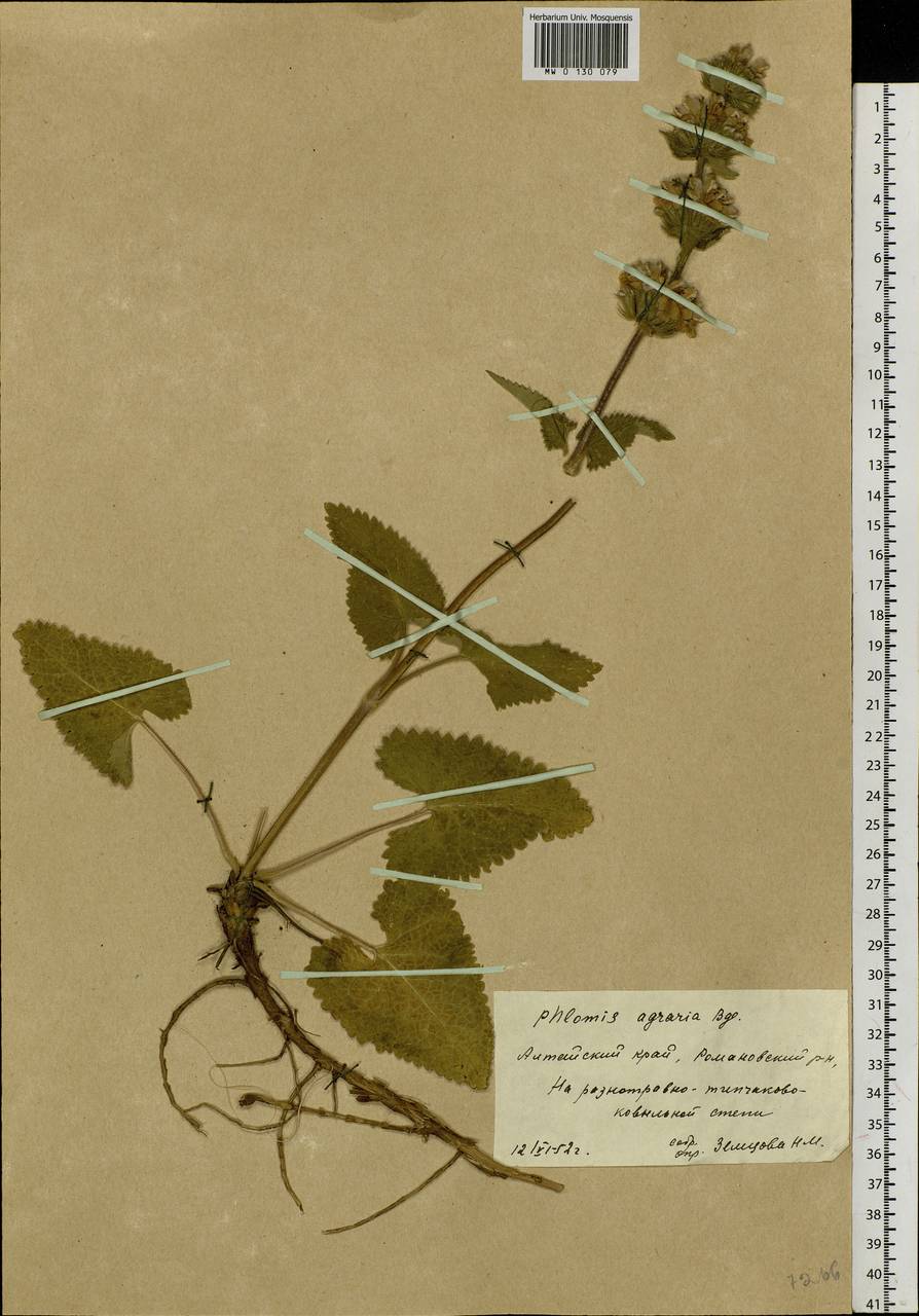 Phlomoides agraria (Bunge) Adylov, Kamelin & Makhm., Siberia, Altai & Sayany Mountains (S2) (Russia)