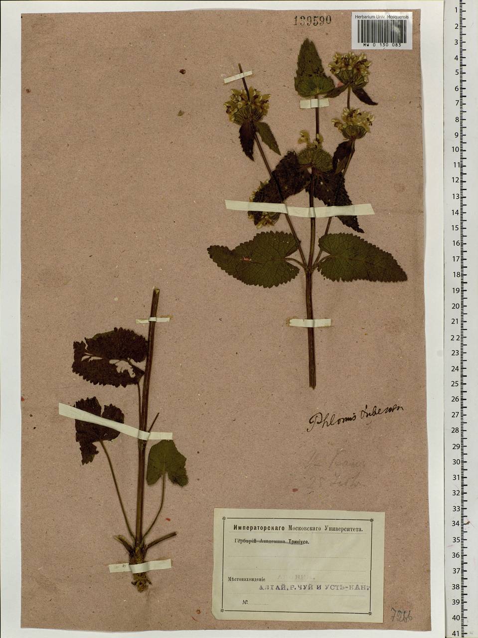 Phlomoides tuberosa (L.) Moench, Siberia, Altai & Sayany Mountains (S2) (Russia)