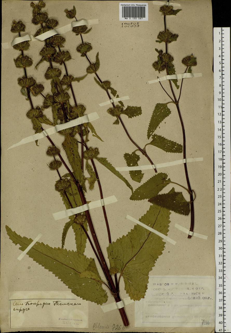 Phlomoides tuberosa (L.) Moench, Siberia, Western Siberia (S1) (Russia)