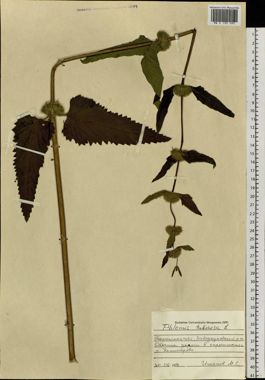 Phlomoides tuberosa (L.) Moench, Siberia, Western Siberia (S1) (Russia)