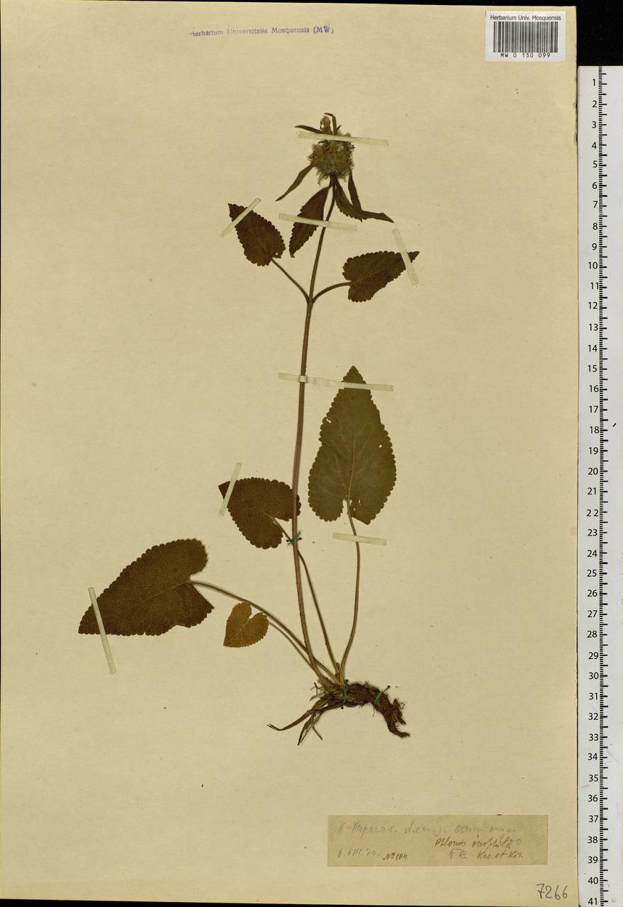 Phlomoides oreophila (Kar. & Kir.) Adylov, Kamelin & Makhm., Siberia, Western (Kazakhstan) Altai Mountains (S2a) (Kazakhstan)