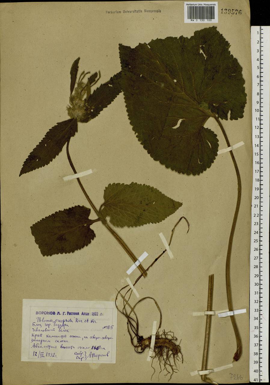 Phlomoides oreophila (Kar. & Kir.) Adylov, Kamelin & Makhm., Siberia, Western (Kazakhstan) Altai Mountains (S2a) (Kazakhstan)