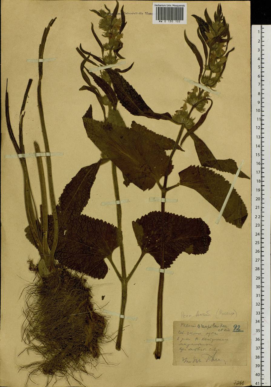 Phlomoides oreophila (Kar. & Kir.) Adylov, Kamelin & Makhm., Siberia, Western (Kazakhstan) Altai Mountains (S2a) (Kazakhstan)