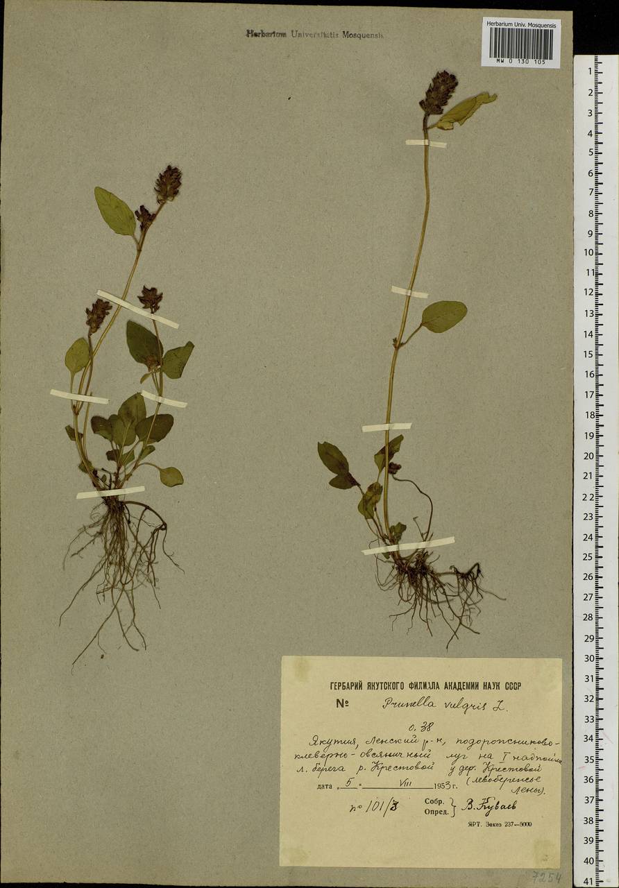 Prunella vulgaris L., Siberia, Yakutia (S5) (Russia)