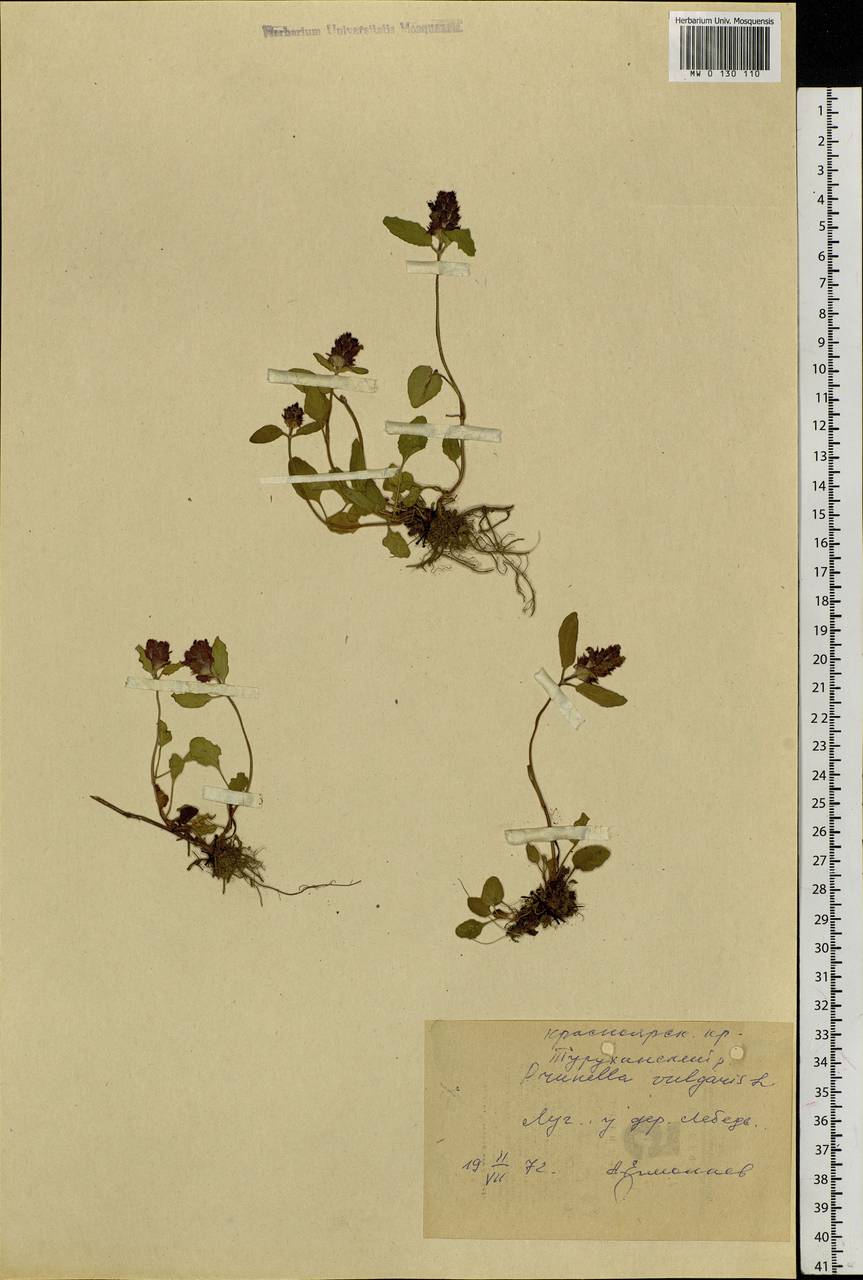 Prunella vulgaris L., Siberia, Central Siberia (S3) (Russia)
