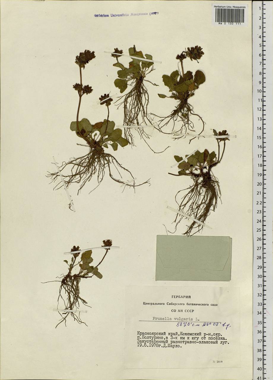 Prunella vulgaris L., Siberia, Central Siberia (S3) (Russia)