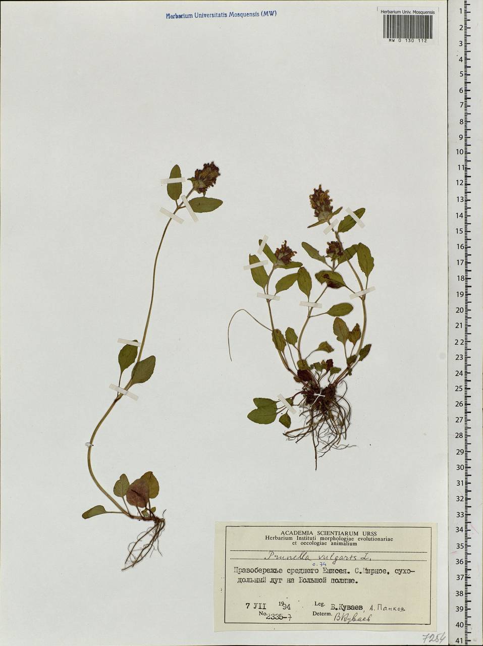 Prunella vulgaris L., Siberia, Central Siberia (S3) (Russia)