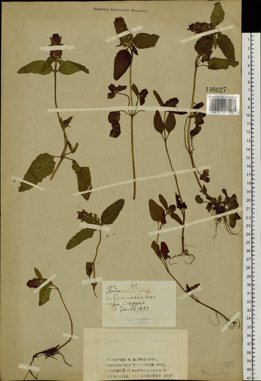 Prunella vulgaris L., Siberia, Western (Kazakhstan) Altai Mountains (S2a) (Kazakhstan)
