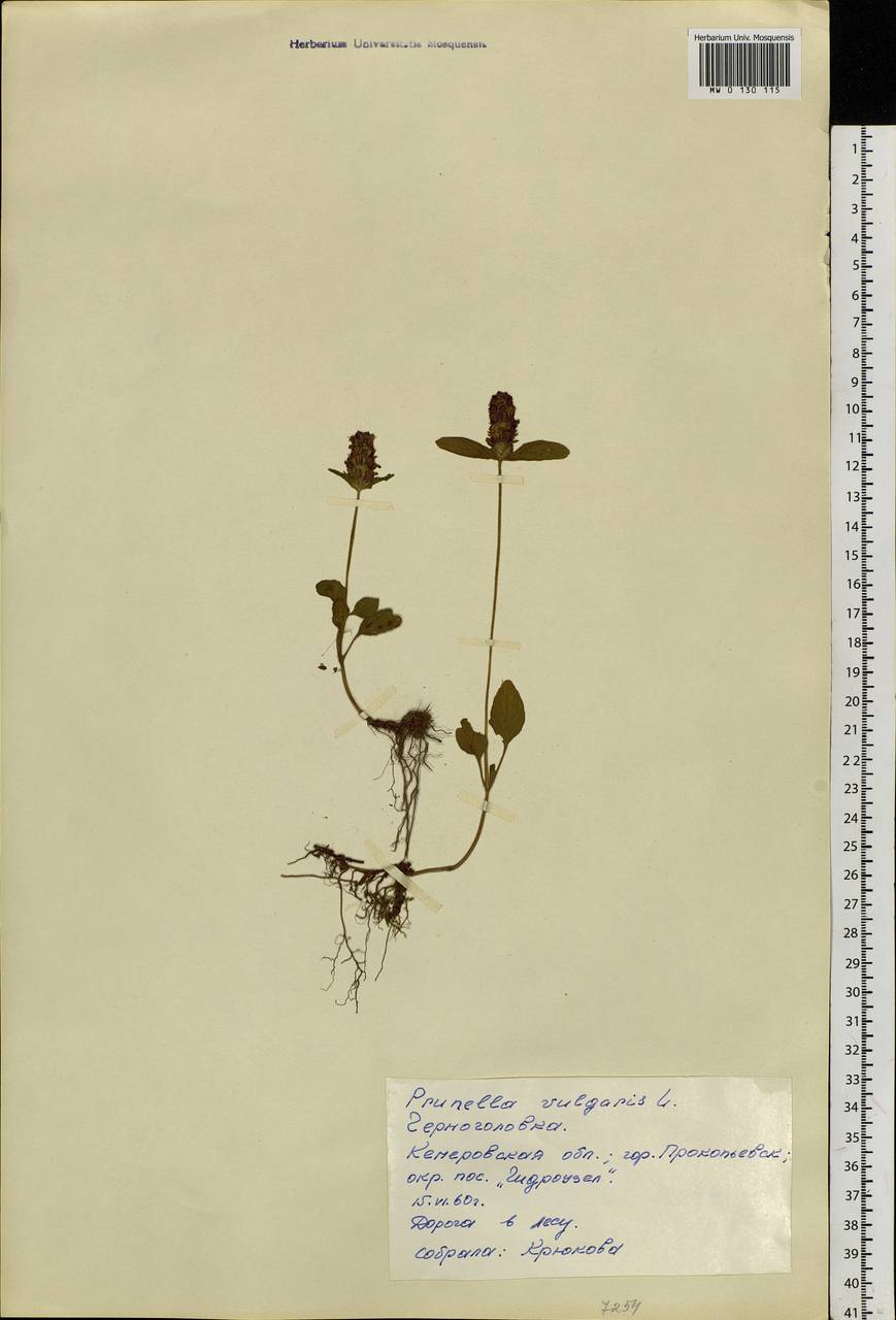 Prunella vulgaris L., Siberia, Altai & Sayany Mountains (S2) (Russia)