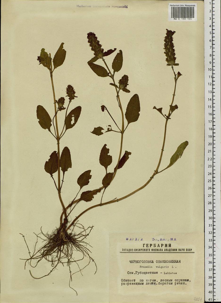 Prunella vulgaris Черноголовка обыкновенная цветок плод