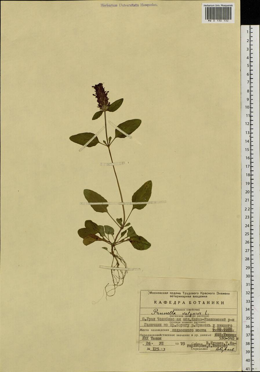 Prunella vulgaris L., Eastern Europe, Eastern region (E10) (Russia)