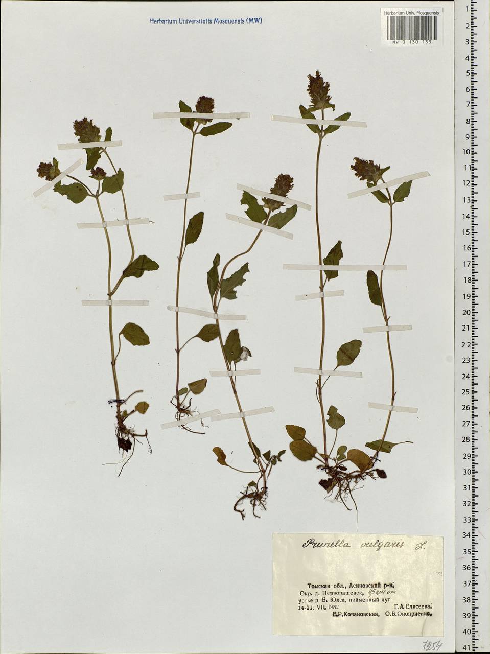 Prunella vulgaris L., Siberia, Western Siberia (S1) (Russia)