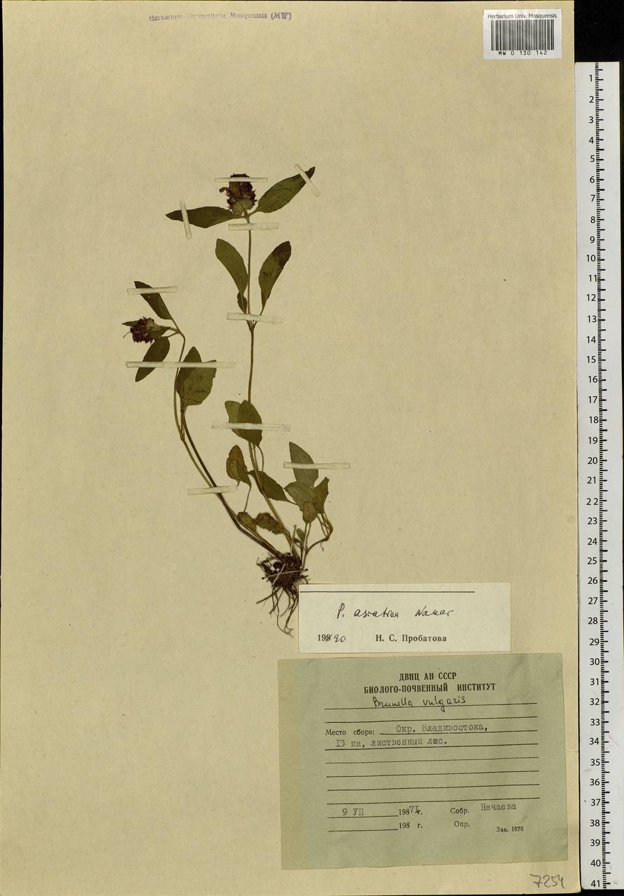 Prunella vulgaris subsp. asiatica (Nakai) H.Hara, Siberia, Russian Far East (S6) (Russia)