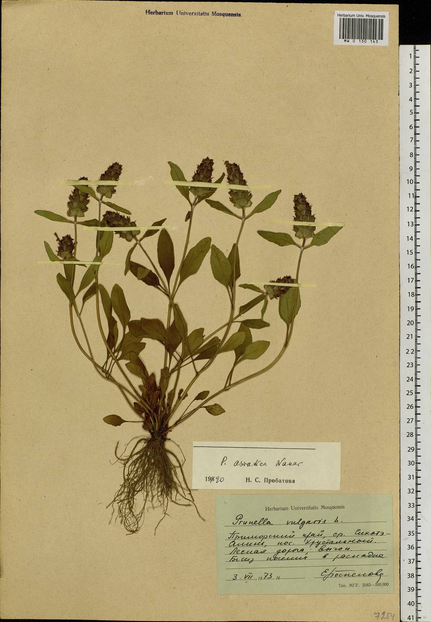 Prunella vulgaris subsp. asiatica (Nakai) H.Hara, Siberia, Russian Far East (S6) (Russia)