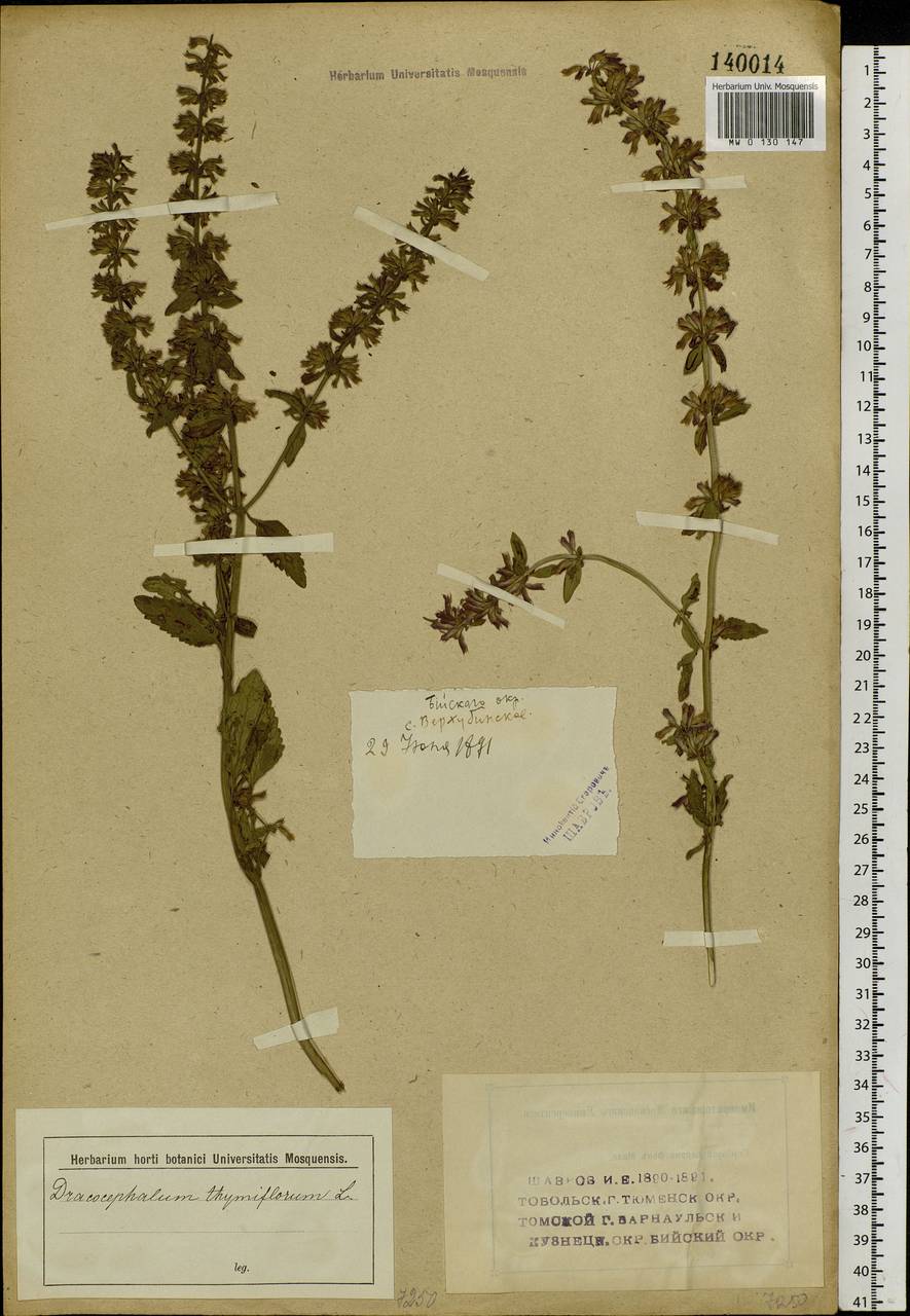 Dracocephalum thymiflorum L., Siberia, Western (Kazakhstan) Altai Mountains (S2a) (Kazakhstan)