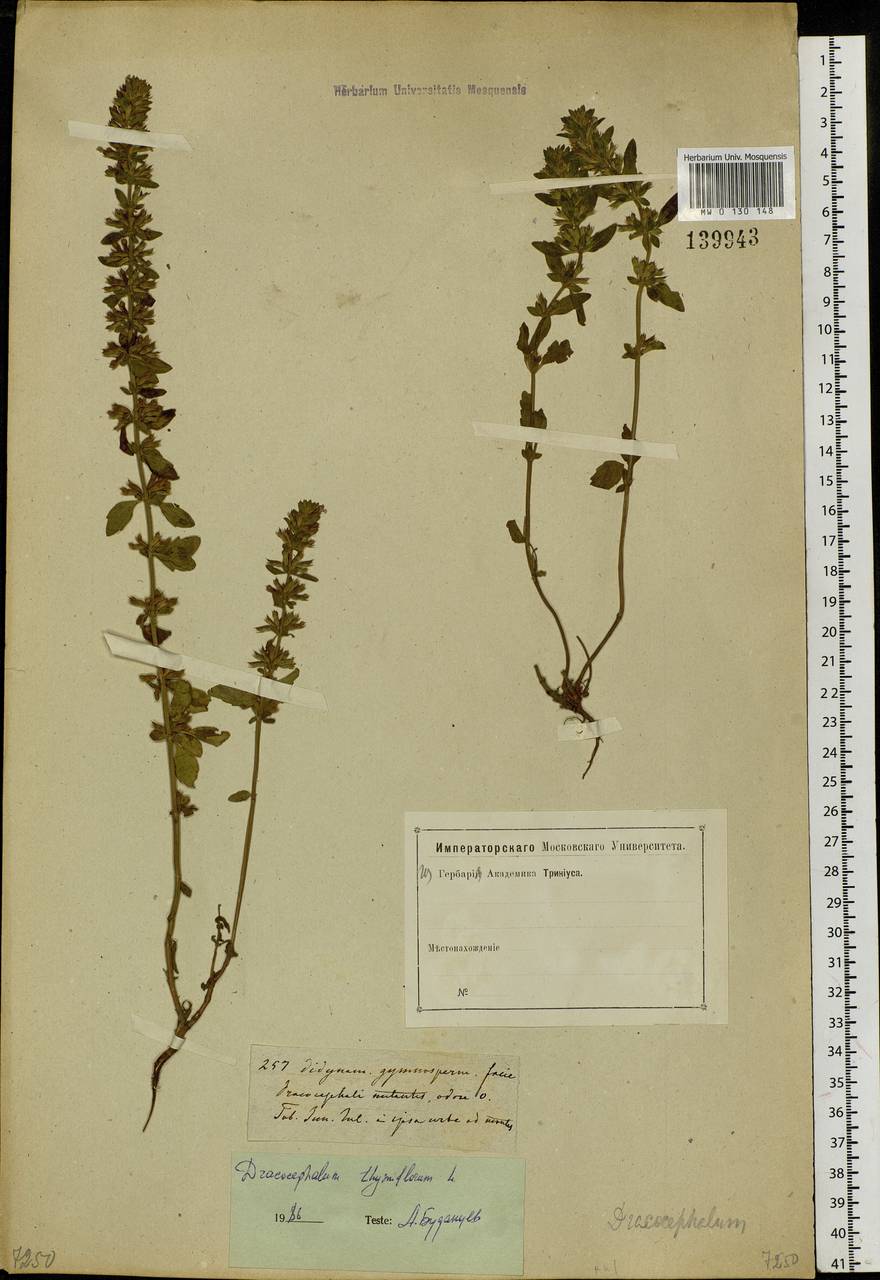 Dracocephalum thymiflorum L., Siberia, Western Siberia (S1) (Russia)