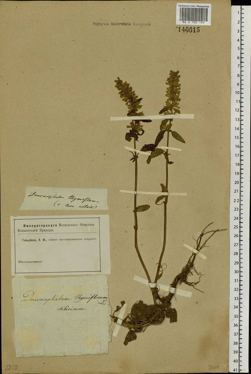 Dracocephalum thymiflorum L., Siberia, Western Siberia (S1) (Russia)