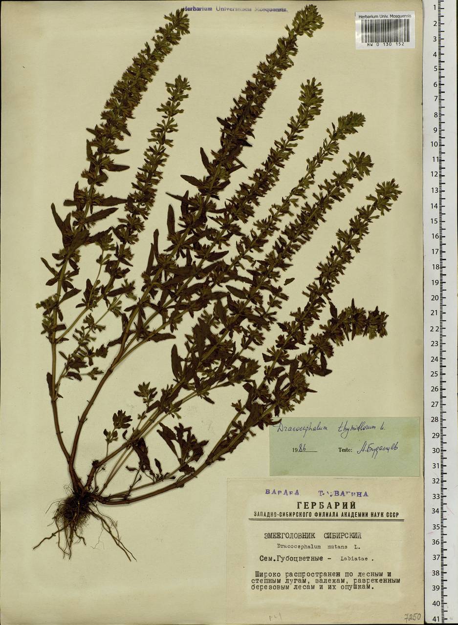 Dracocephalum thymiflorum L., Siberia, Western Siberia (S1) (Russia)