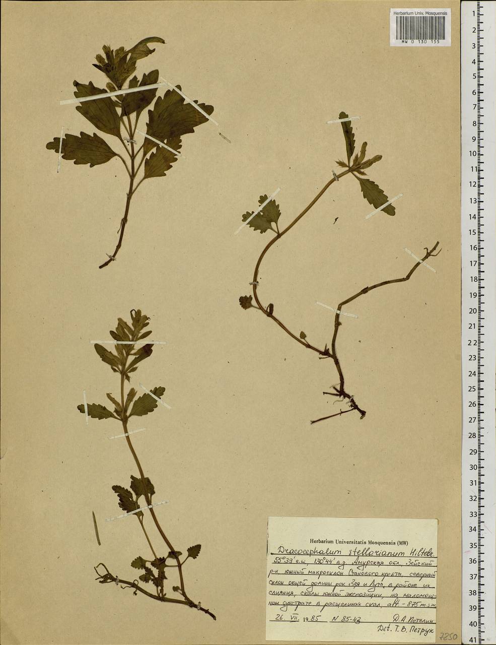 Dracocephalum stellerianum Hiltebr., Siberia, Russian Far East (S6) (Russia)