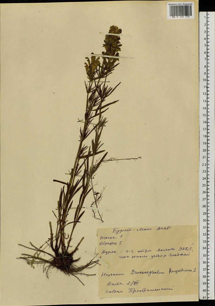 Dracocephalum ruyschiana L., Siberia, Baikal & Transbaikal region (S4) (Russia)