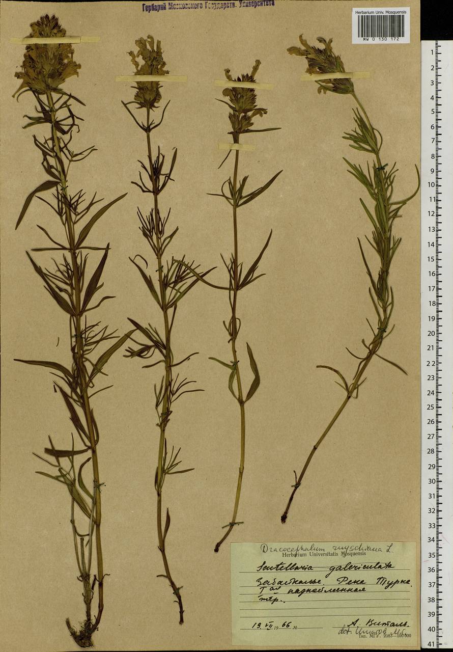 Dracocephalum ruyschiana L., Siberia, Baikal & Transbaikal region (S4) (Russia)