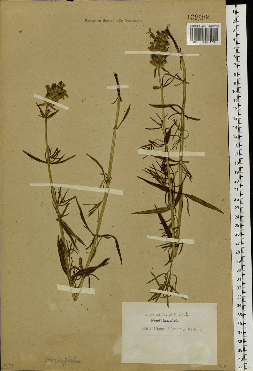 Dracocephalum ruyschiana L., Siberia, Baikal & Transbaikal region (S4) (Russia)