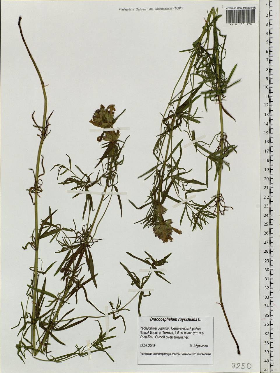 Dracocephalum ruyschiana L., Siberia, Baikal & Transbaikal region (S4) (Russia)