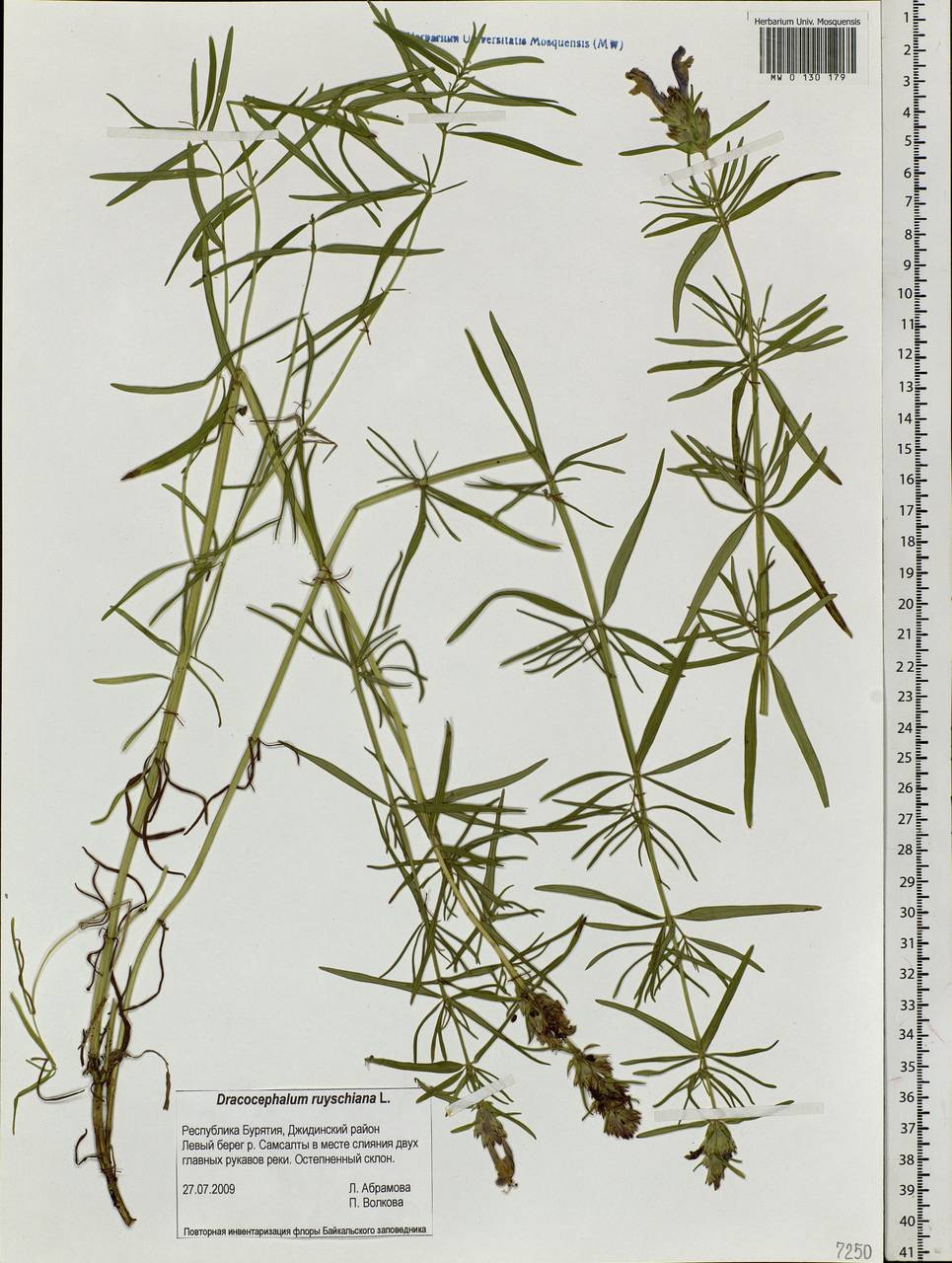 Dracocephalum ruyschiana L., Siberia, Baikal & Transbaikal region (S4) (Russia)