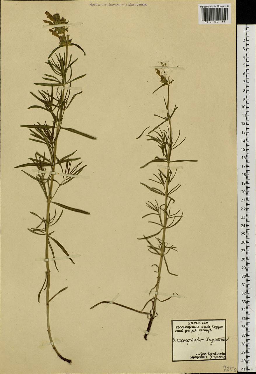 Dracocephalum ruyschiana L., Siberia, Central Siberia (S3) (Russia)