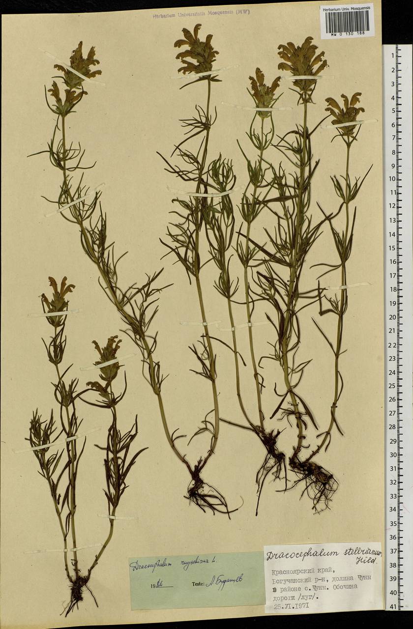Dracocephalum ruyschiana L., Siberia, Central Siberia (S3) (Russia)